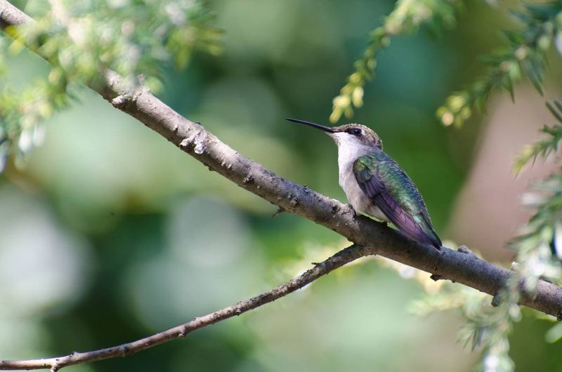Missing Shelter and Perches
