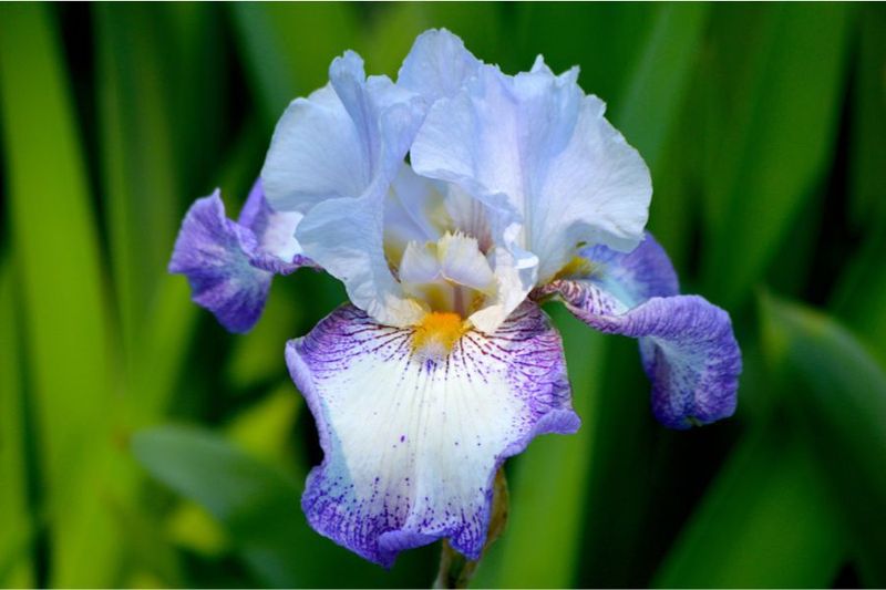 Bearded Iris