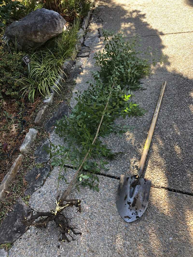 Remove nandina completely, then watch the site