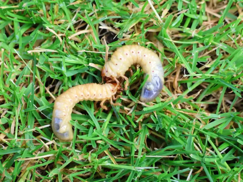 Beetle and Grub Hunting