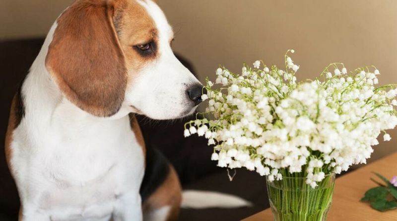 A suspected dog ingestion calls for prompt expert help