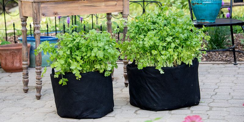 Cilantro
