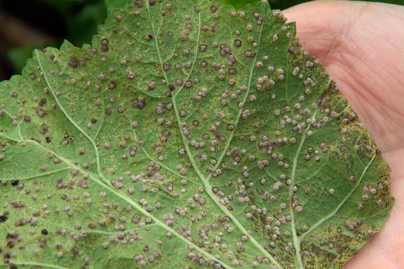 Are those spots actually hollyhock rust?