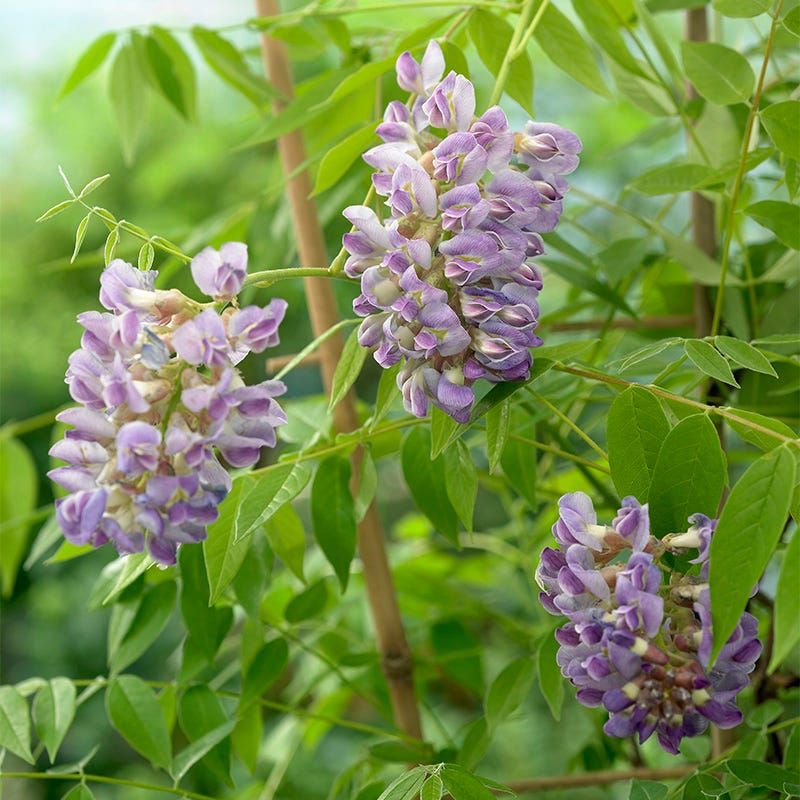 Choosing the Wrong Wisteria Variety