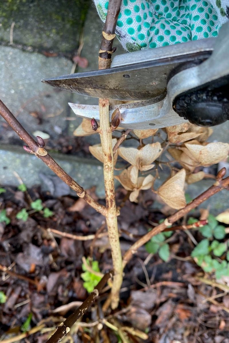 Not Removing Dead, Damaged, or Weak Stems