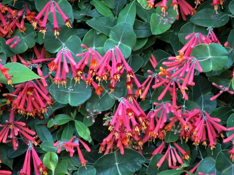 Coral Honeysuckle
