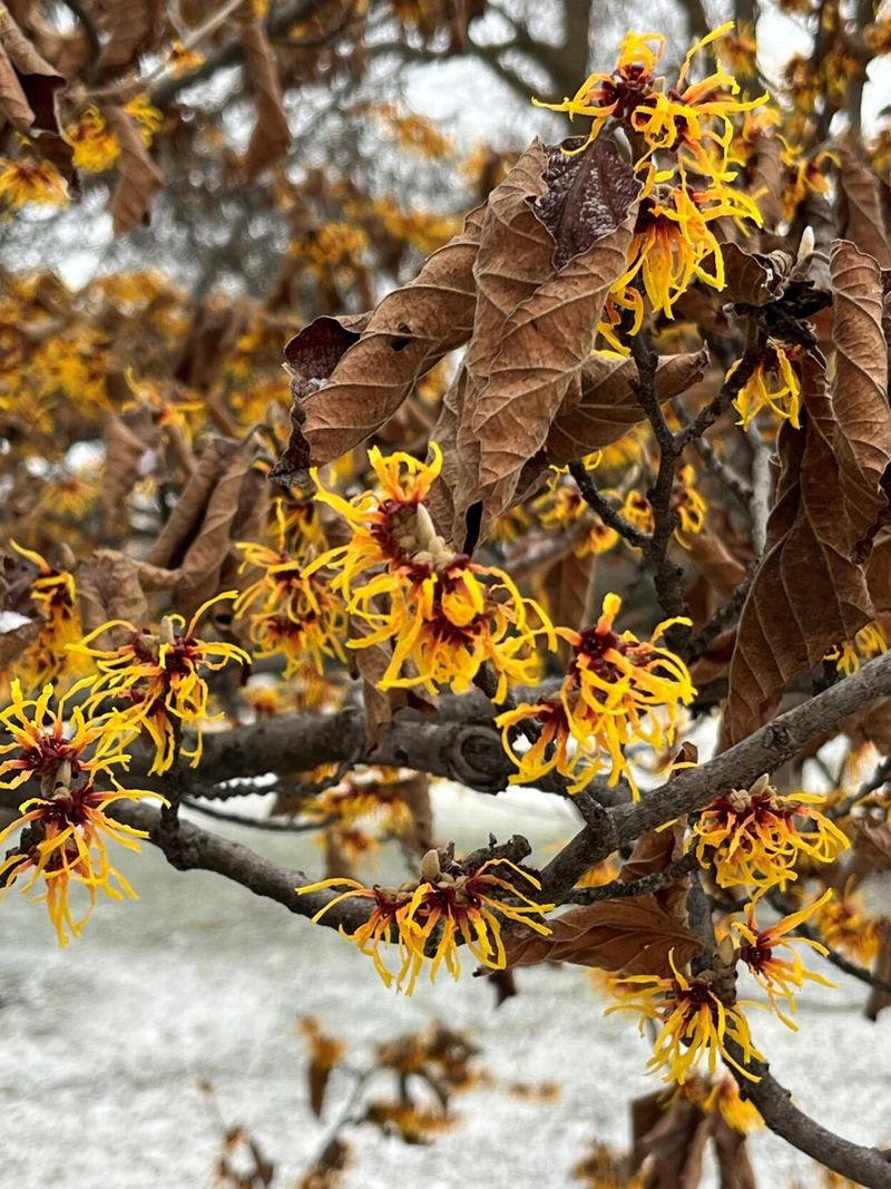 Not every witch-hazel blooms in fall