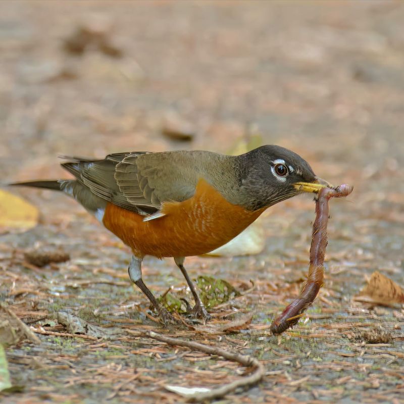 American Robins