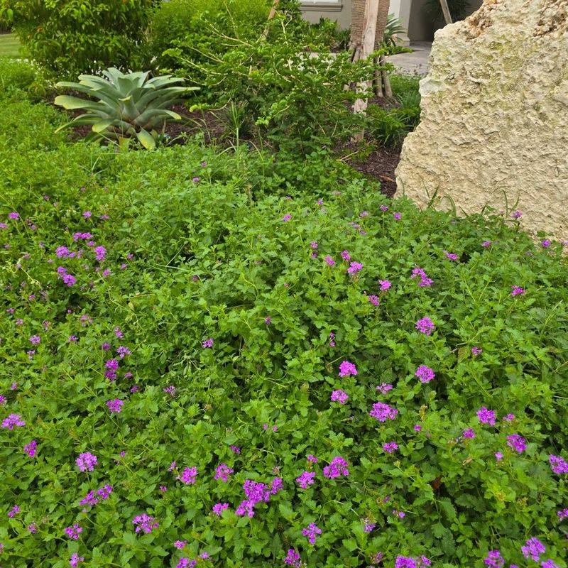 Rose vervain fits the sunny-yard challenge