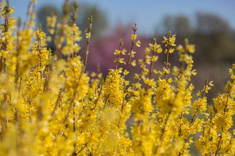 Forsythia