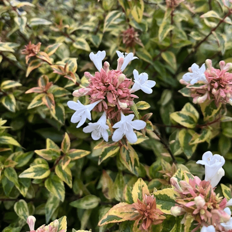 Abelia