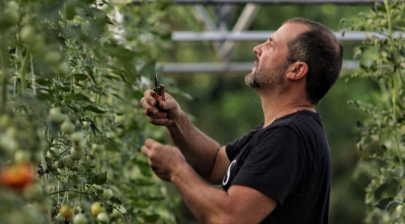 Fruit load can shift the balance between size and harvest