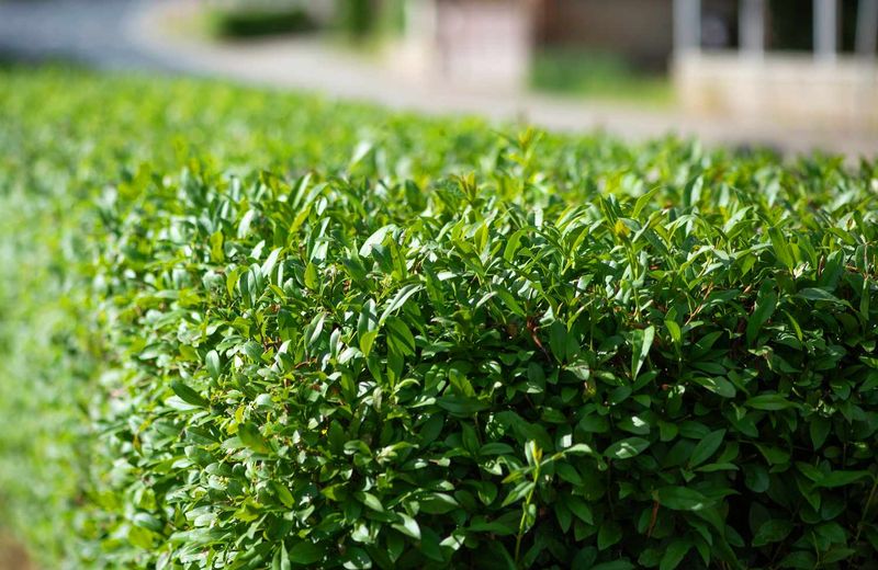 Privet