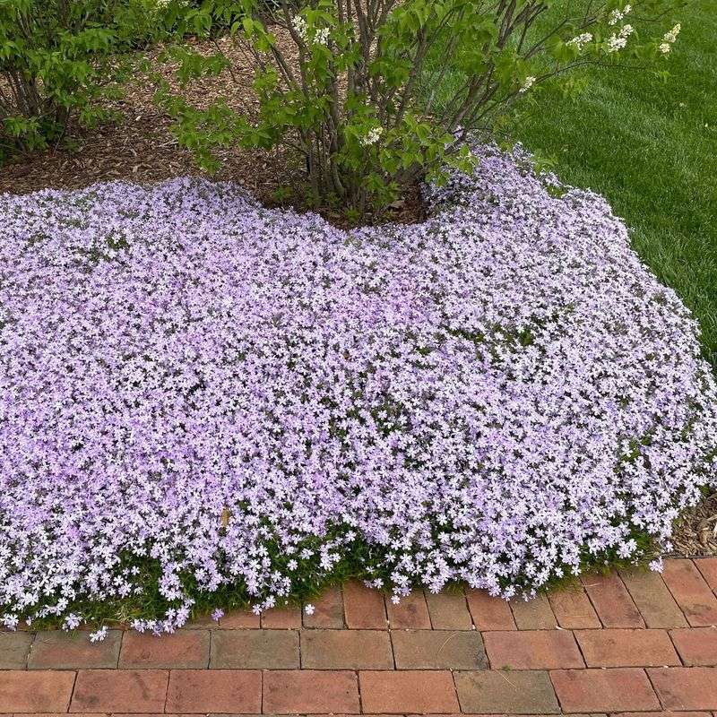 Creeping Phlox (Phlox stolonifera and Phlox subulata)