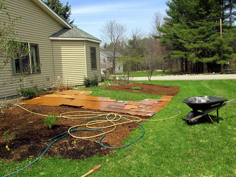 Smother Stubborn Clover Patches