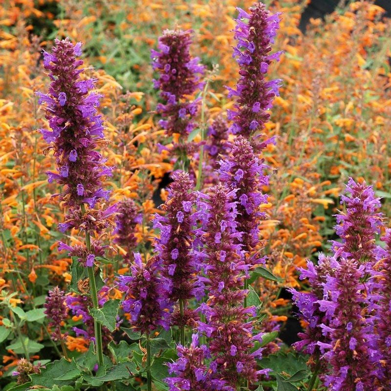 Agastache (Giant Hyssop)