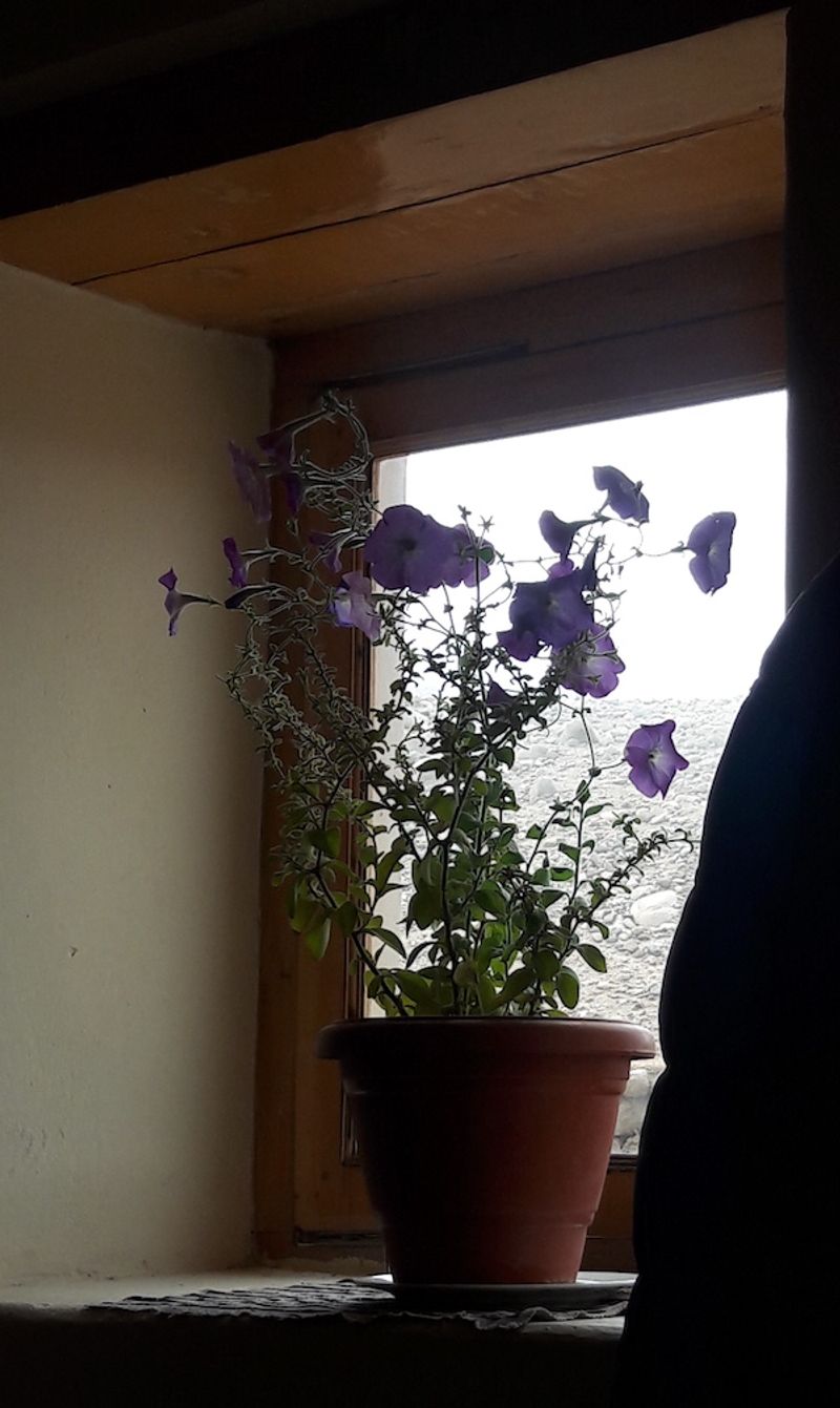 Overwintering in a Dim Corner