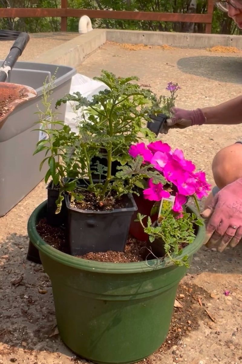 Protect Roots With Careful Watering and Drainage