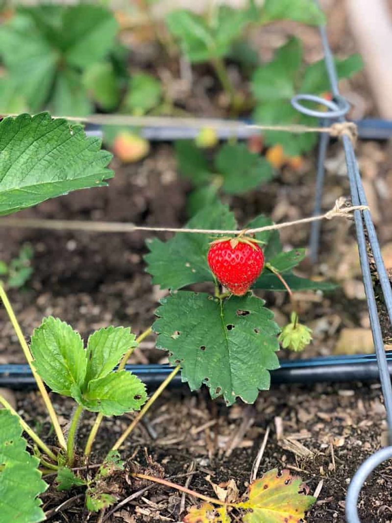 Strawberries