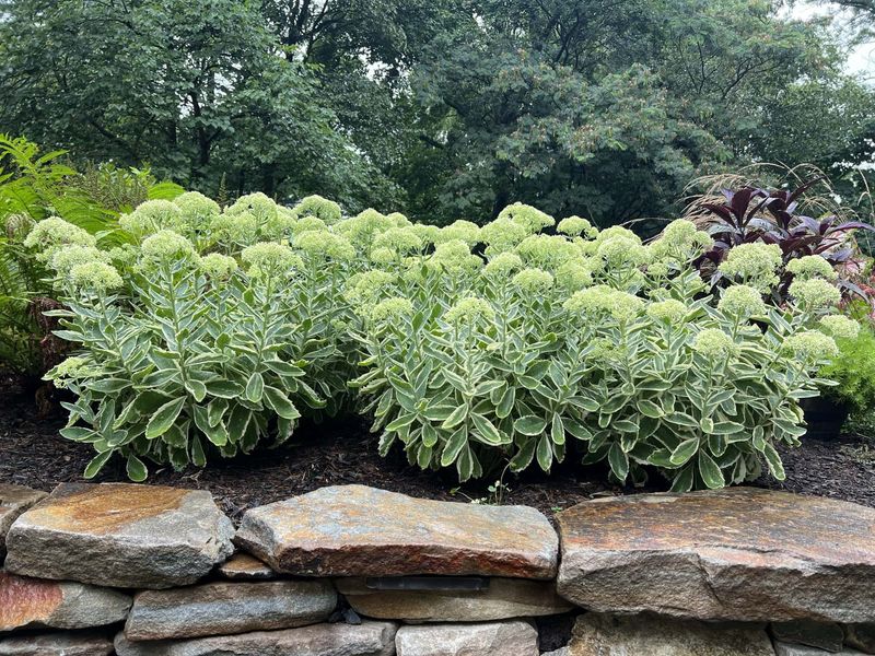 Sedum