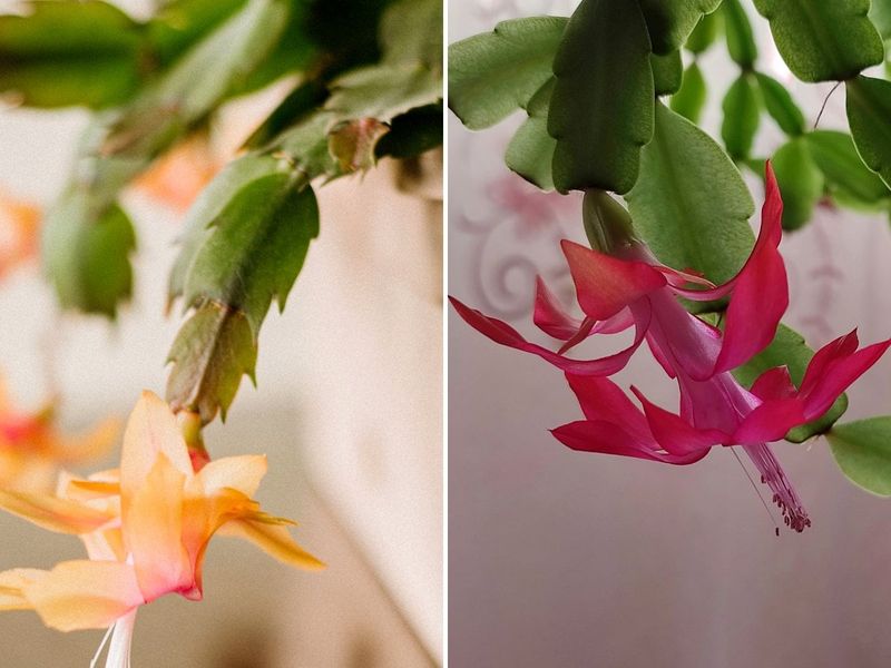 First, identify which holiday cactus you own