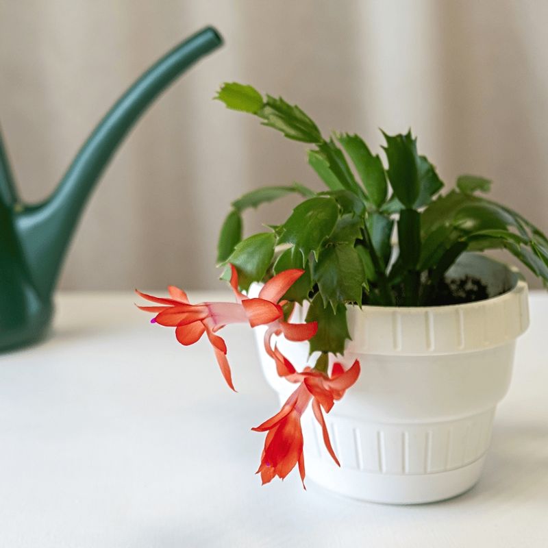 Watering on a Strict Calendar Schedule