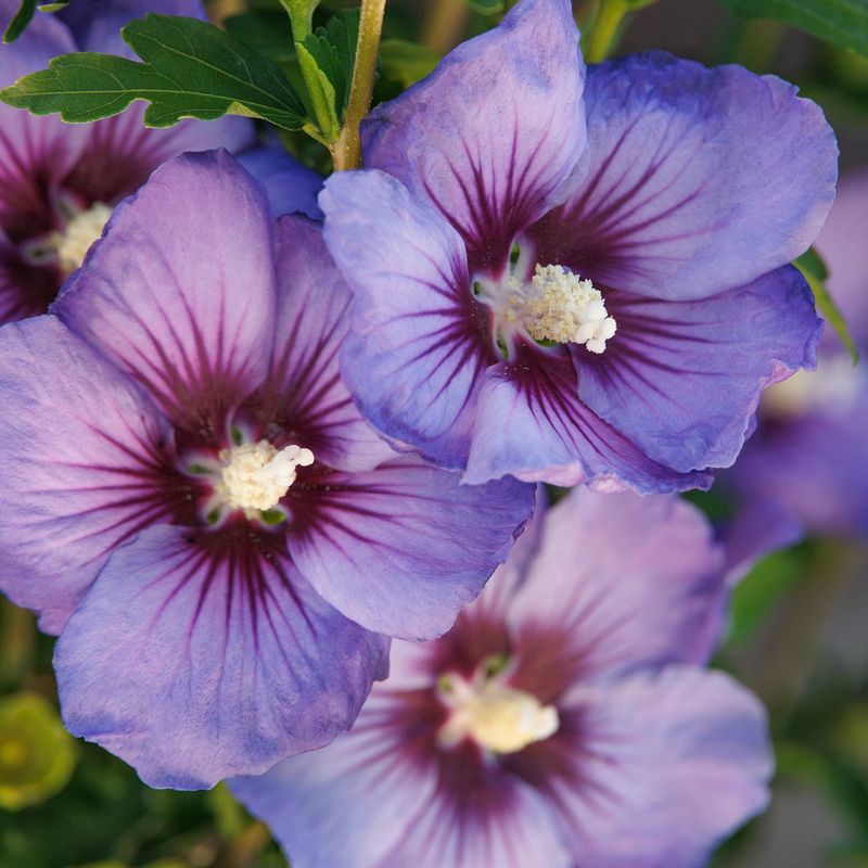Rose of Sharon (Hibiscus syriacus)