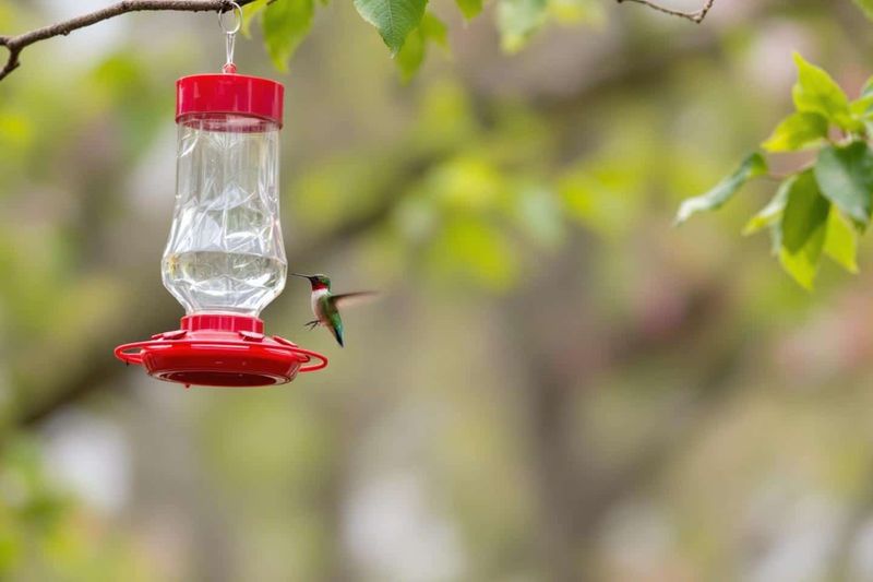 Putting Feeders Out Too Late or Taking Them Down Too Early