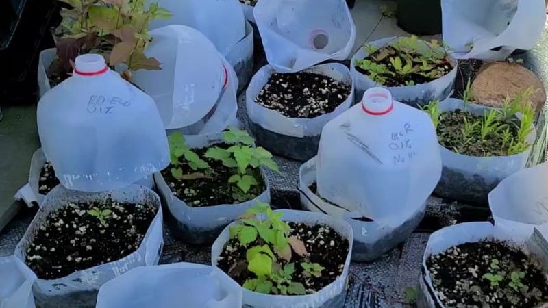 Petunias