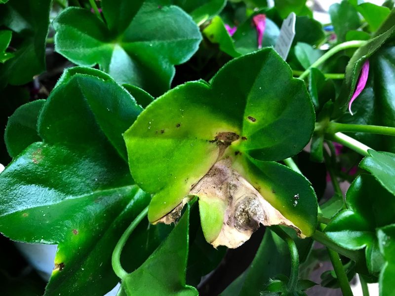 When yellowing deserves a closer look