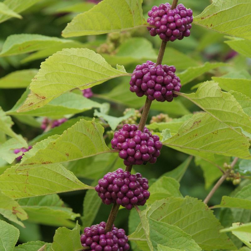 American Beautyberry (Callicarpa americana)