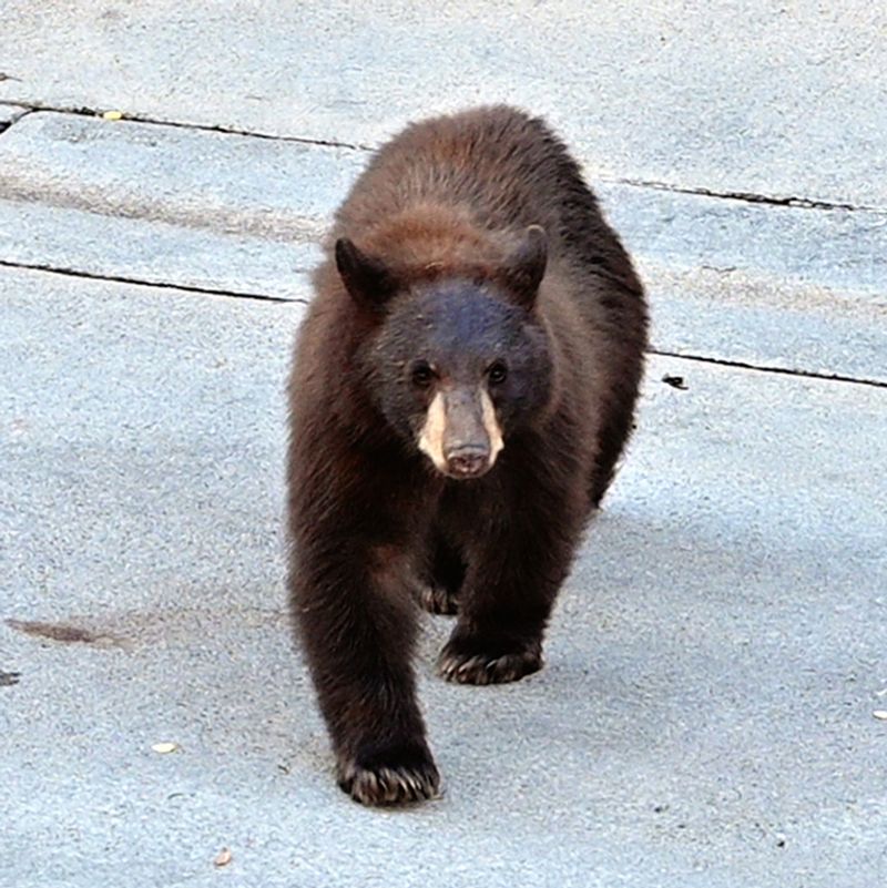 Leave the bear an exit, then consider noise