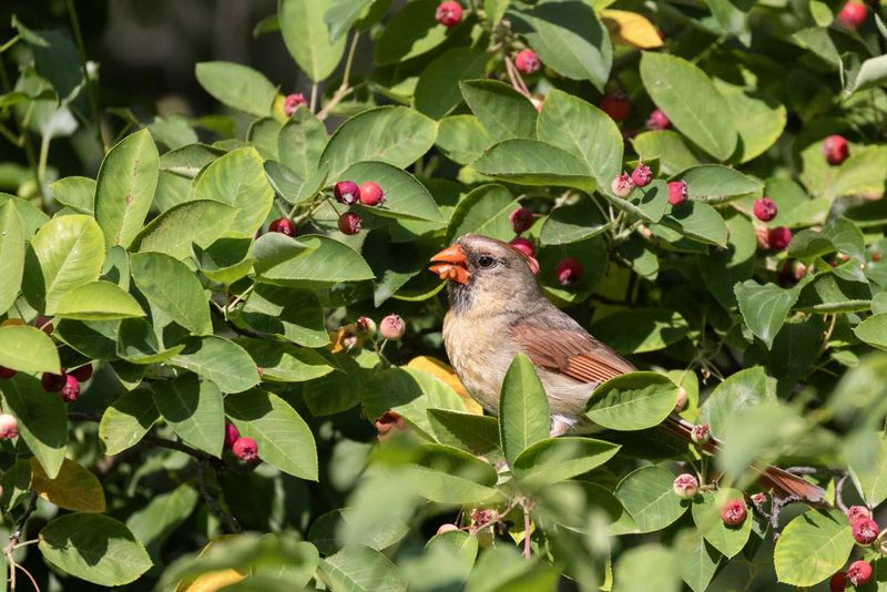 Make one serviceberry part of a varied, wildlife-friendly yard