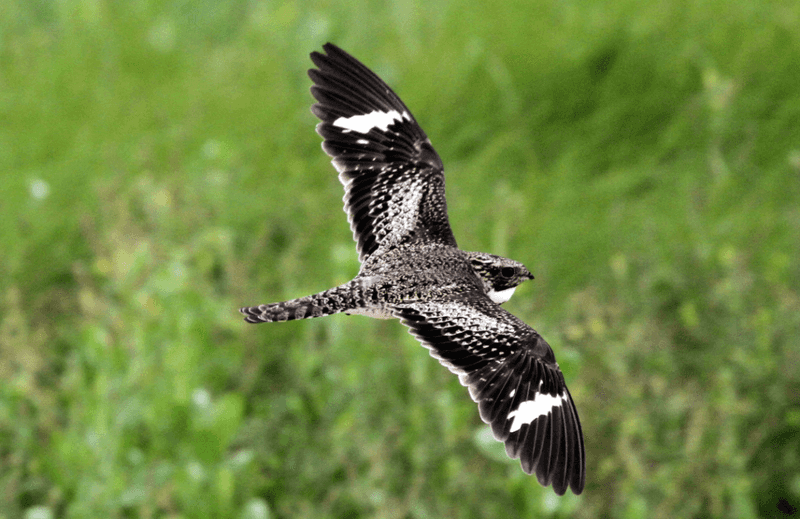Common Nighthawks