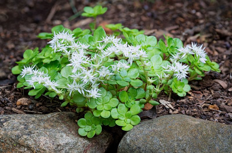 Mountain Stonecrop (Sedum ternatum)