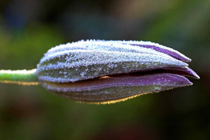 Give One Deep Drink Before Hard Frost