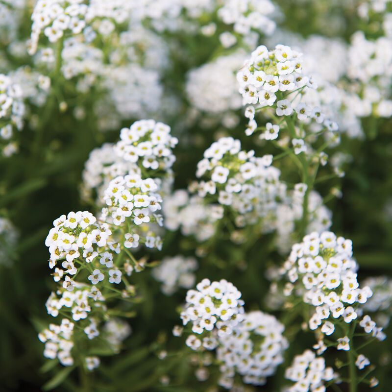 Marigold-Alternative Sweet Alyssum