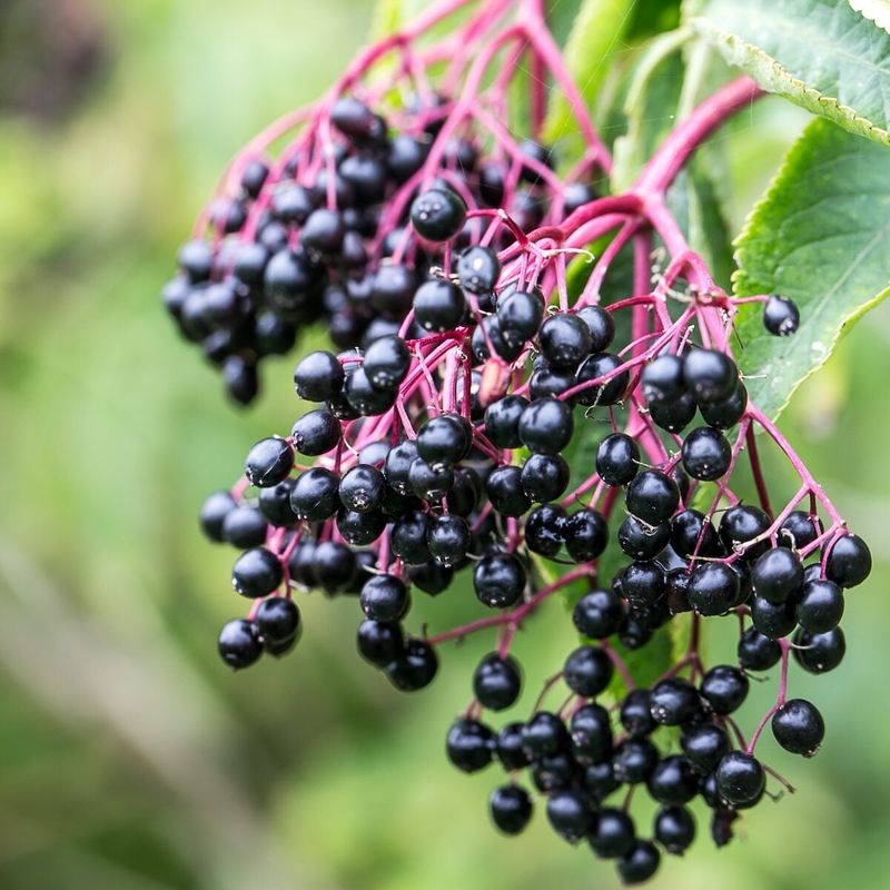 Elderberry