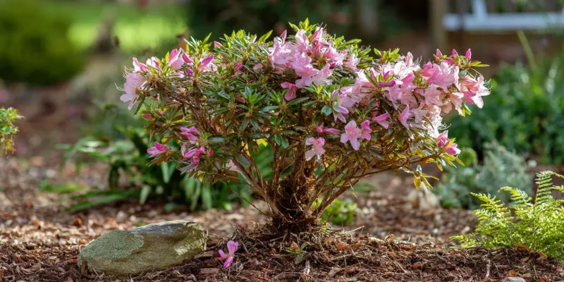 Protect the shallow root zone