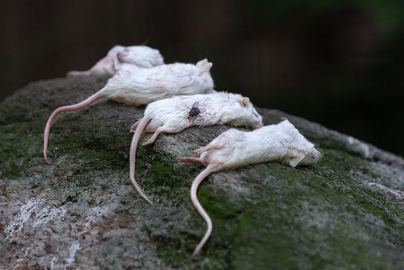 Lots of Mice, Frogs, or Bugs
