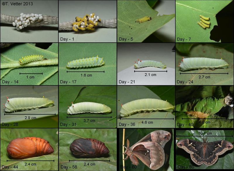 North Carolina host plants make the connection plausible, not certain