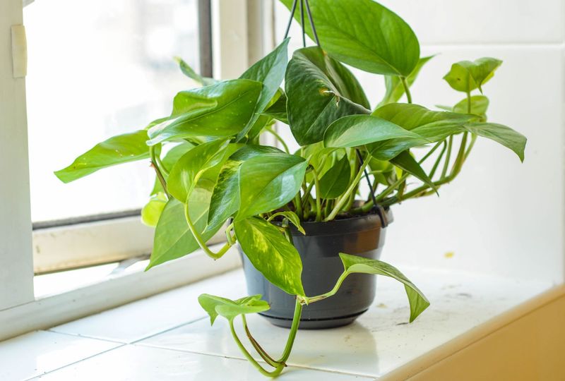 If a child chews pothos, contact Poison Control