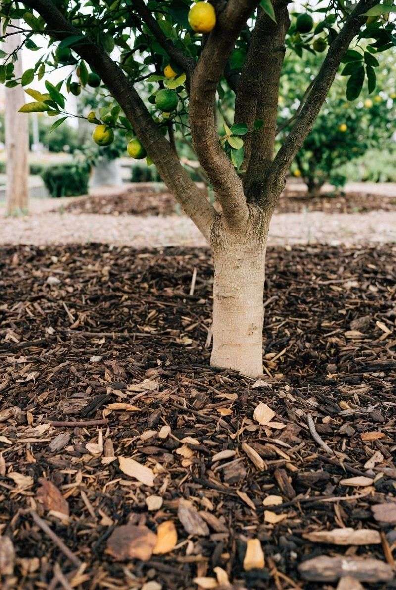 Use mulch to conserve moisture without trapping water