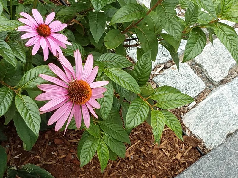 Spots That Beg for Heavy Fertilizer