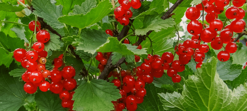The clearest statewide prohibition covers Ribes plants