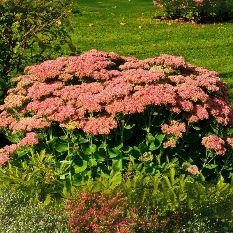 Sedum Autumn Joy (Tall Stonecrop)