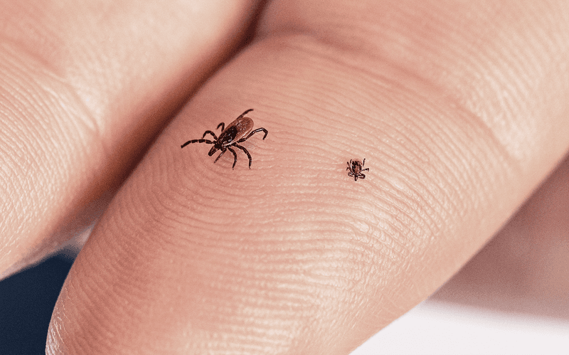 The laboratory result does not predict a tick-free backyard