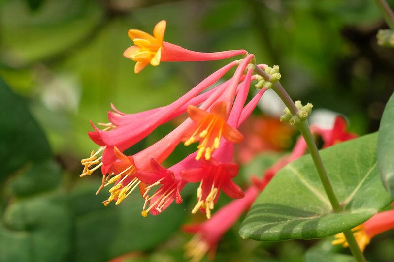 Meet North Carolina’s coral honeysuckle