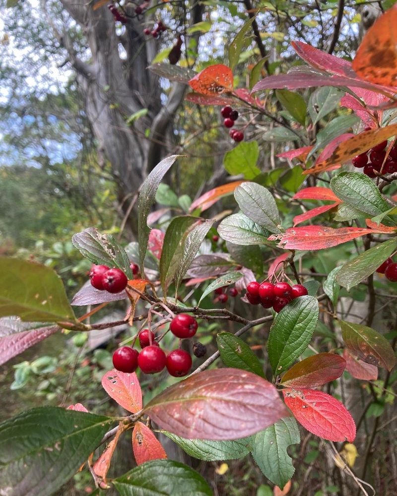 Red Chokeberry (Aronia arbutifolia)