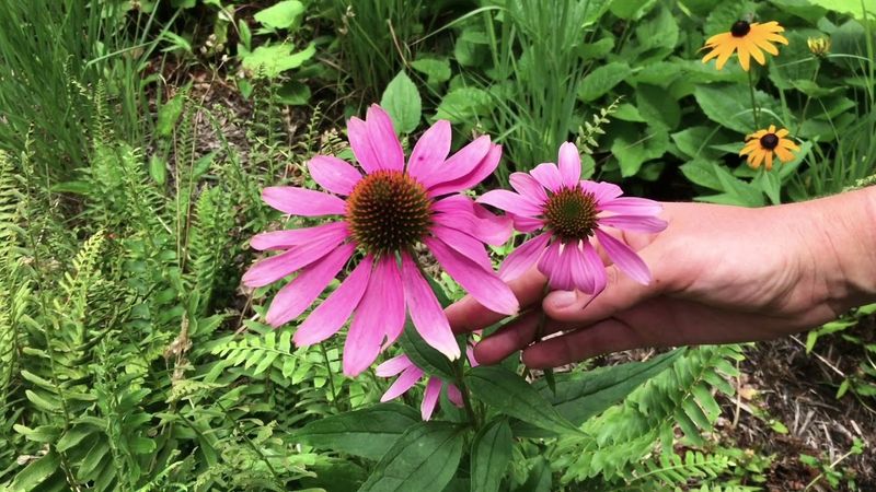 Shop for Echinacea purpurea by Scientific Name